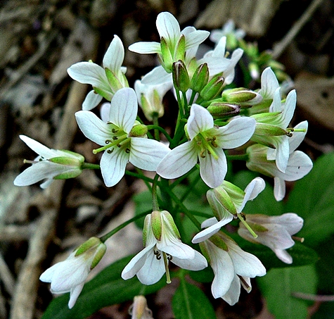 {Cardamine diphylla}